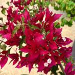 Bougainvillea - Ruby Red