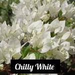 Bougainvillea -  Chilly White