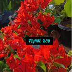 Bougainvillea - Flame Red