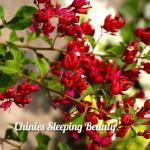 Bougainvillea - Chinies Sleeping Beauty
