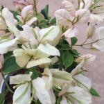 Bougainvillea -Geisha