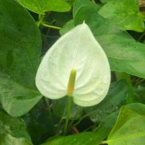 icon Plants
