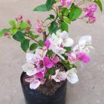 Bougainvillea - Splash