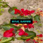 Royal Daulphin - Bougainvillea