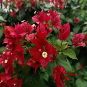 Red - Breeza