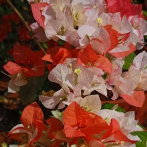 Maharani