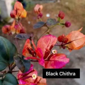 Chitra - Black