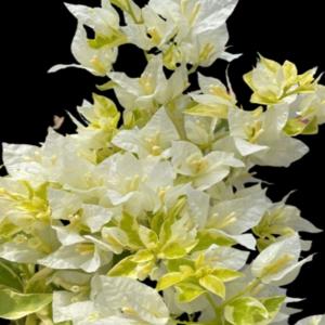 White Panther Variegated