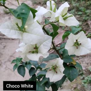 Choco white