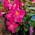 Mandivilla pink