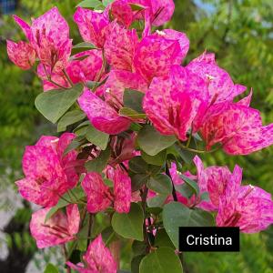 Bougainvillea-Spider Cristina