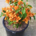 Bougainvillea - Fire Opel Orange