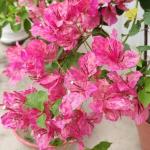 Bougainvillea-Spider Cristina