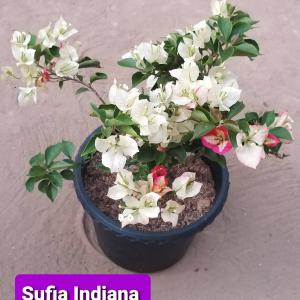 Bougainvillea - Sufia Indiana