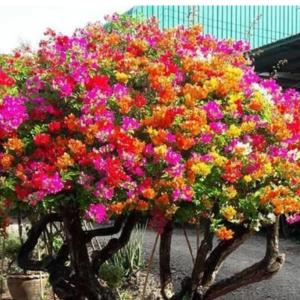 icon Bougainvillea