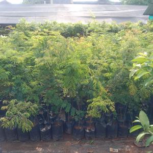 Divi divi shade tree