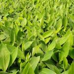 കേരളത്തിലെ G9 (Grand Naine) വാഴകൃഷി 🍌🌴