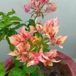 Bougainvillea -Arjuna